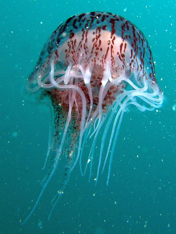 jellyfish