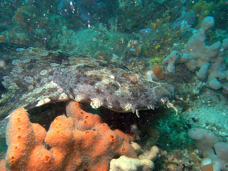 wobbegong