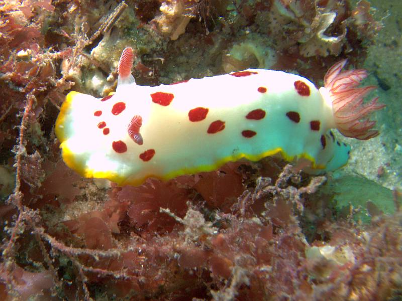 splendid chromodoris