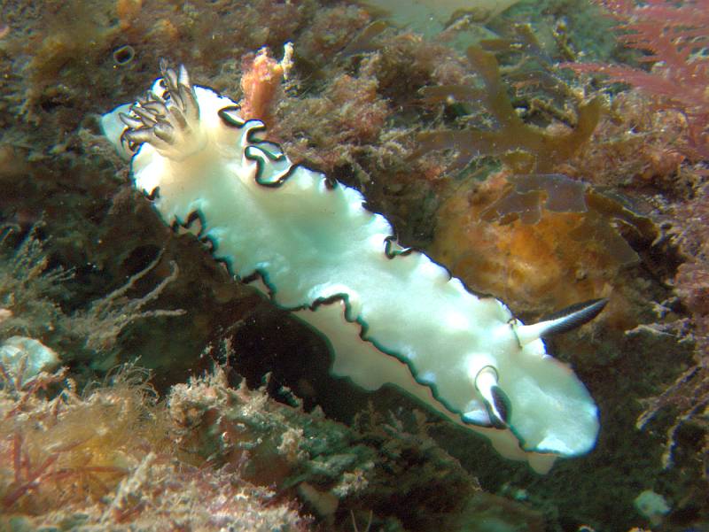 black-margined glossodoris