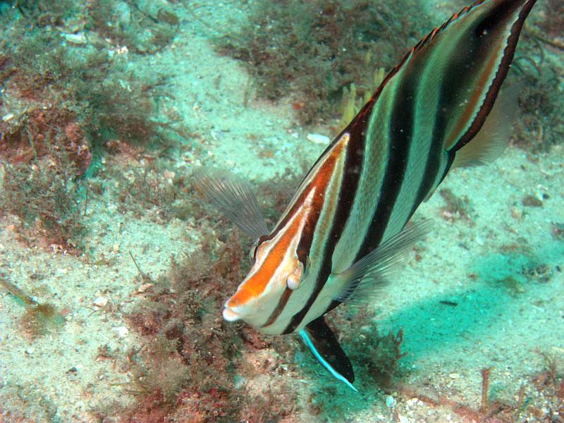 coralfish