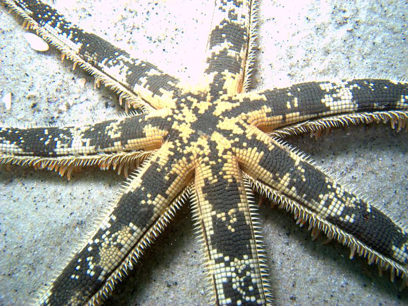 sea-star