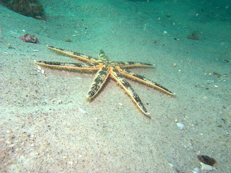 sea-star