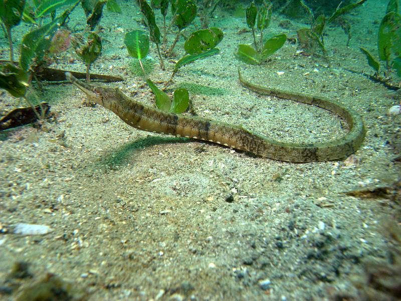 pipefish