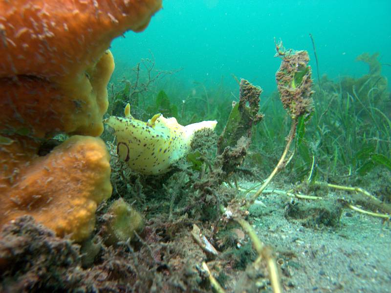 short-tailed ceratosoma