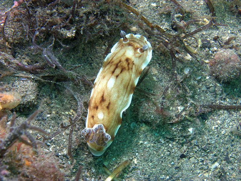 variable dorid