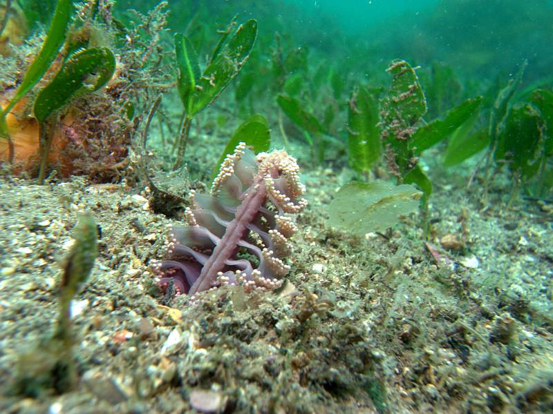 sea pen