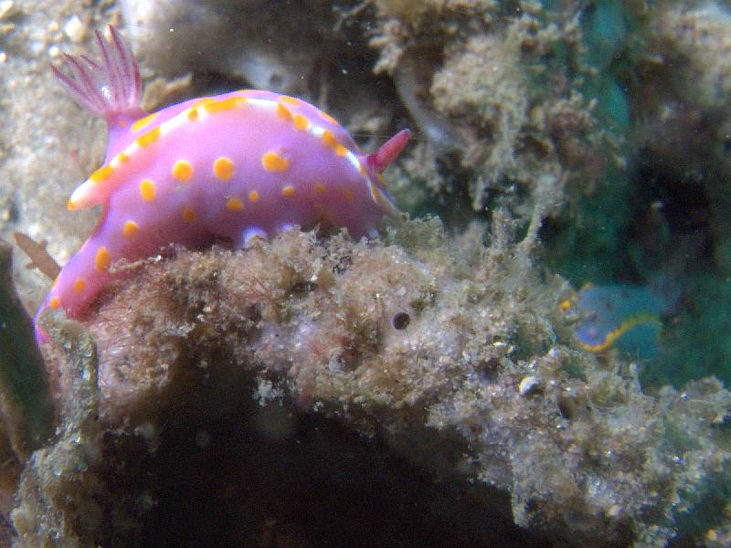 nudi's