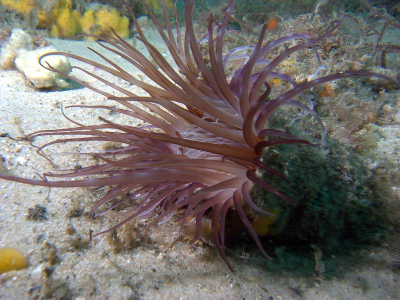 anemone