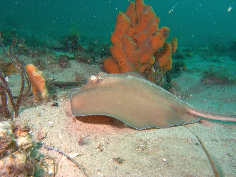 stingray