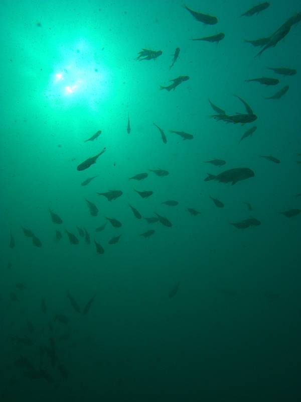 fish