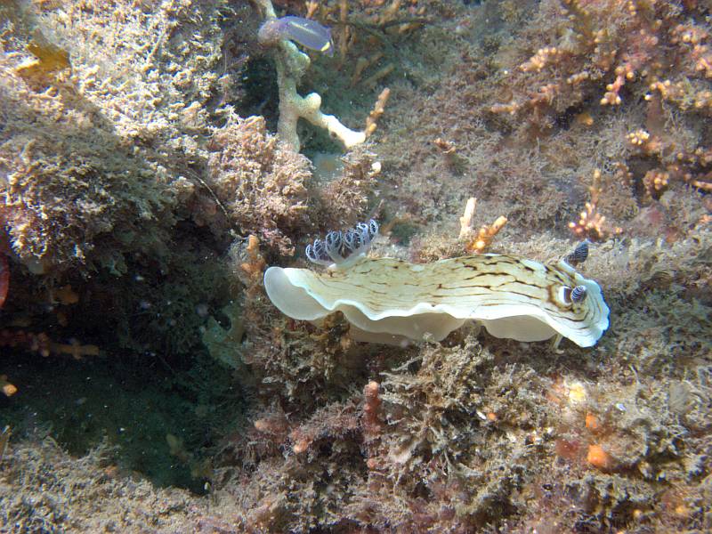 variable dorid