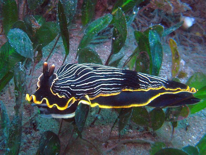 nudibranch