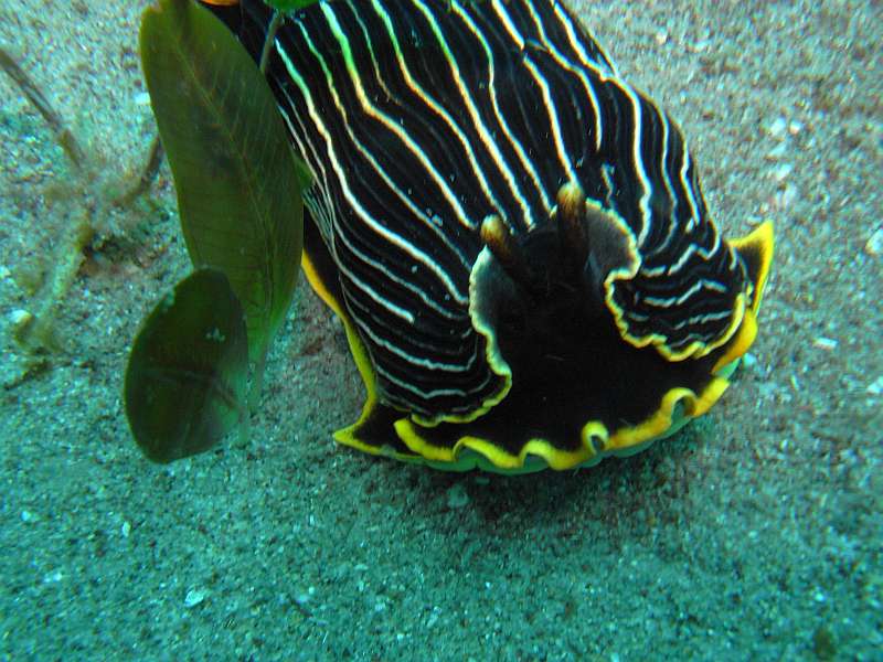 nudibranch