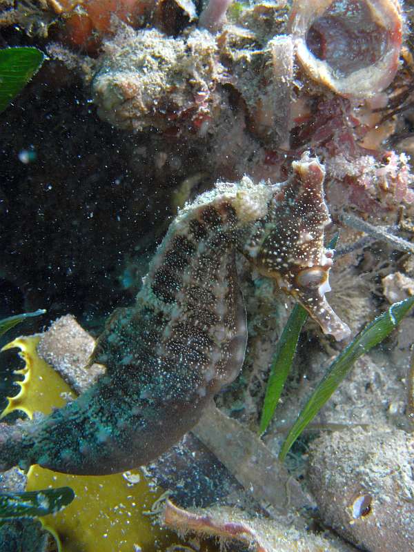 sea-horse