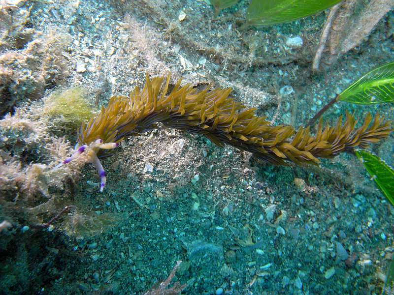 nudibranch