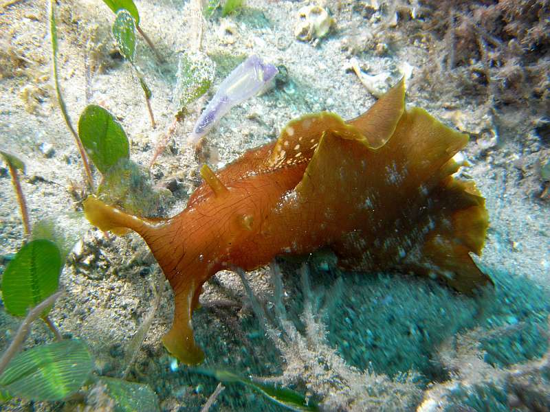 sea-hare