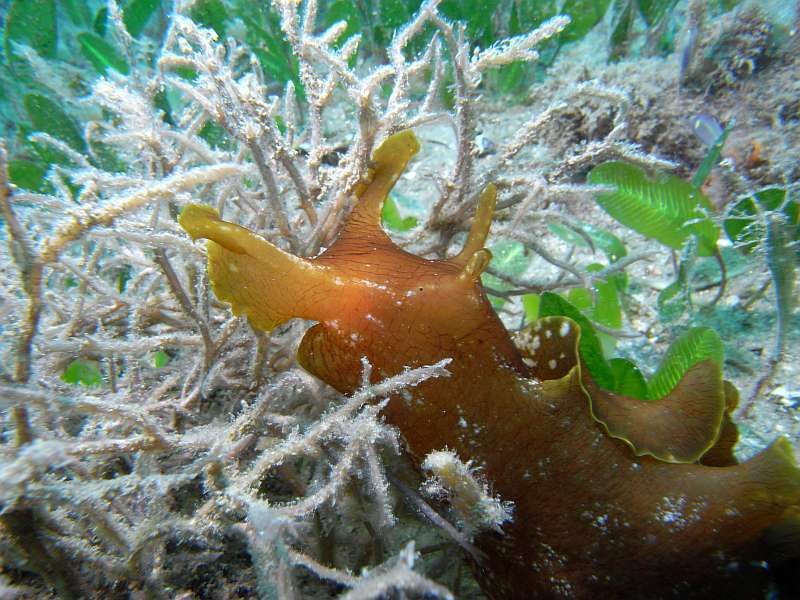 sea-hare