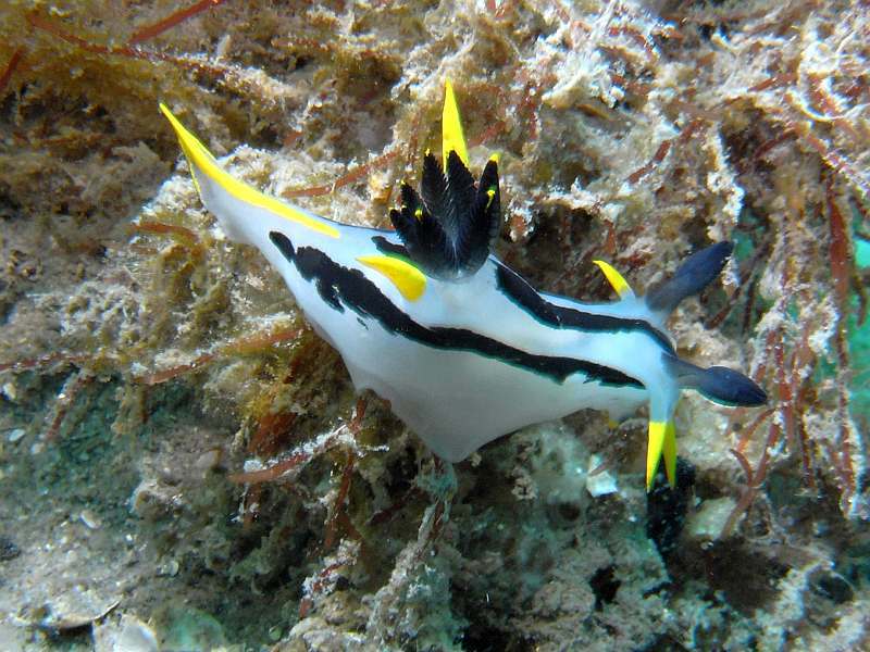 nudibranch