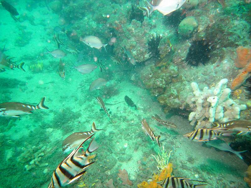 fish
