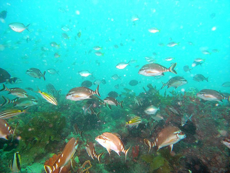 fish
