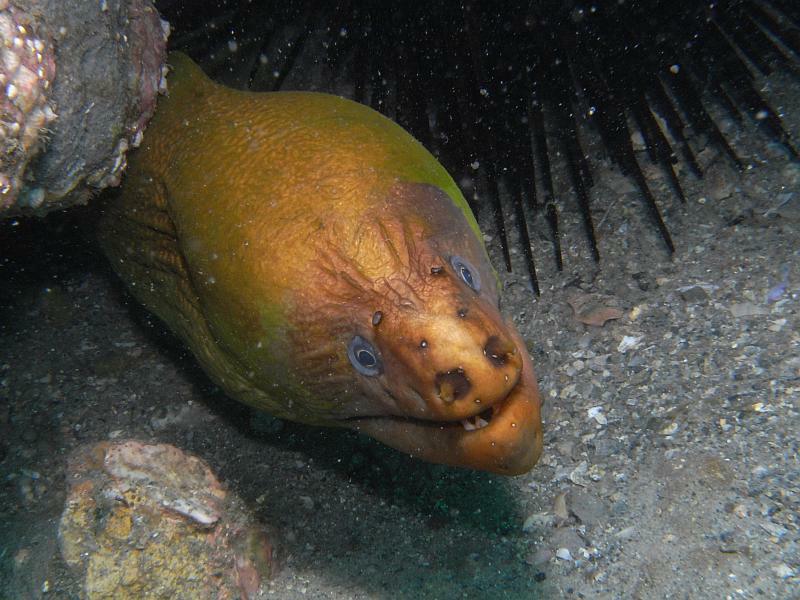 moray