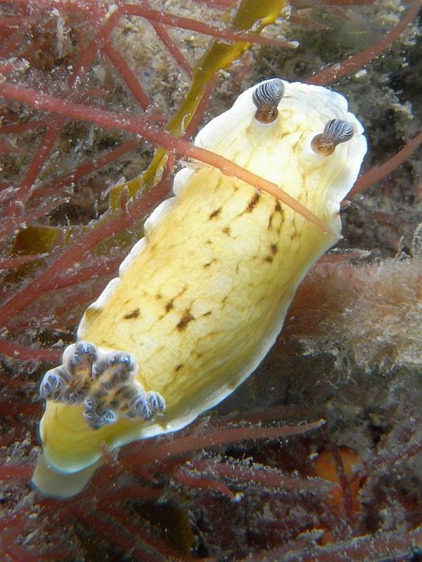 nudibranch