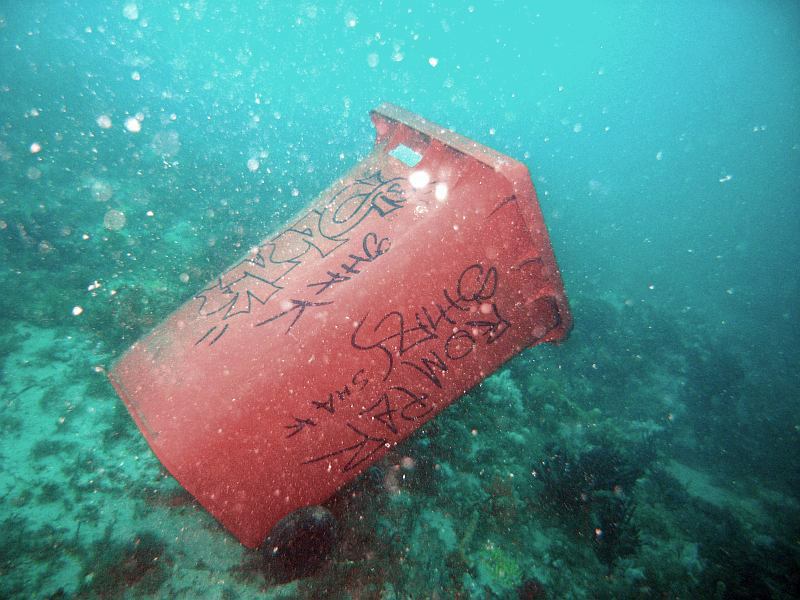 morwong on sponge