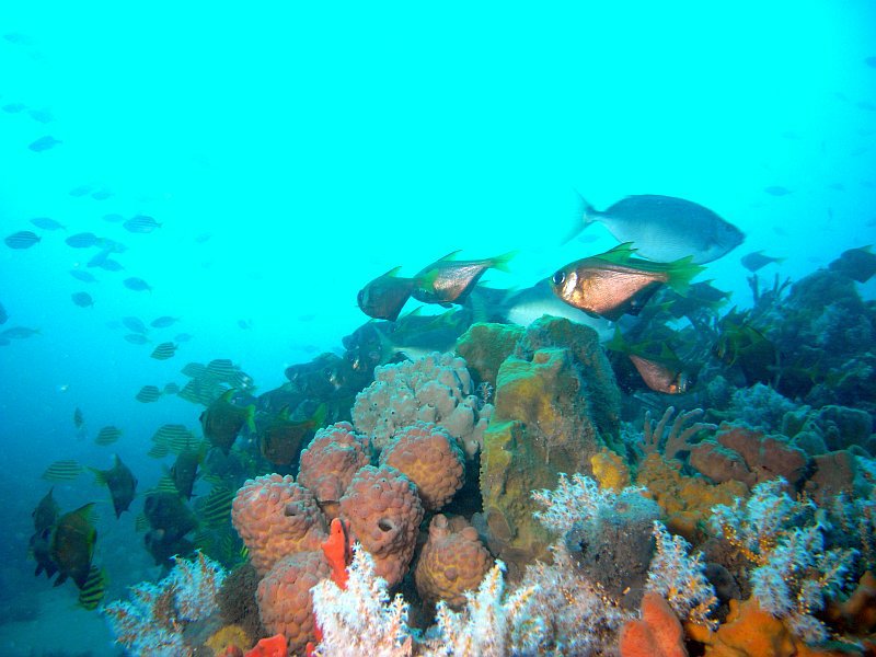 fish