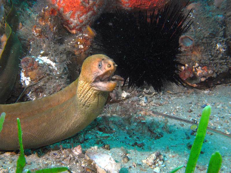 moray