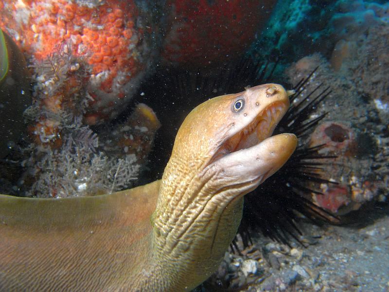 moray