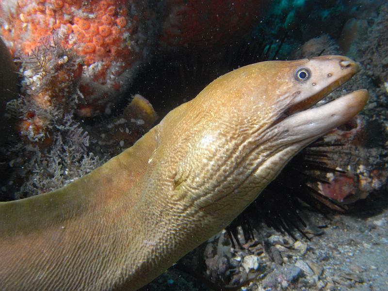 moray