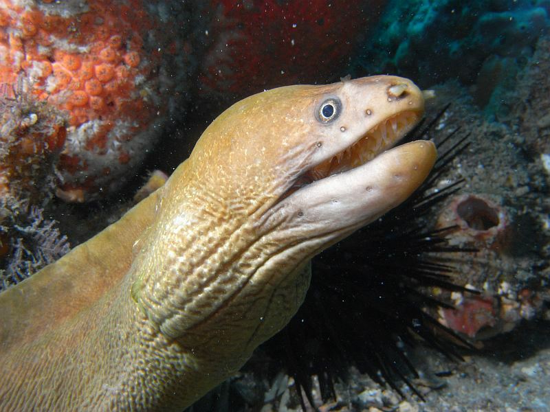 moray