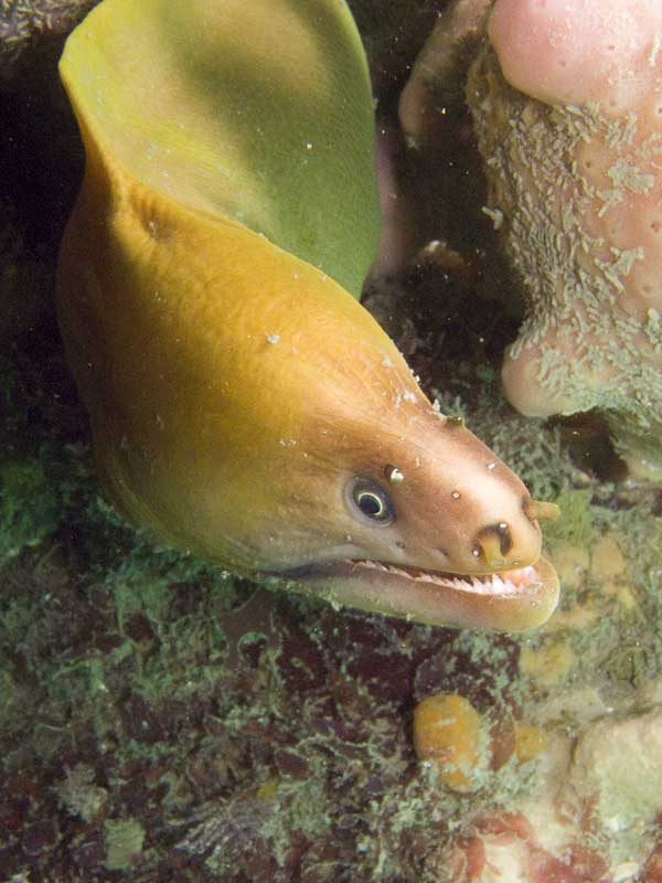 moray