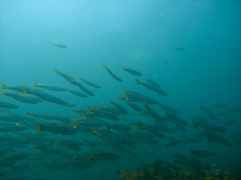 pike