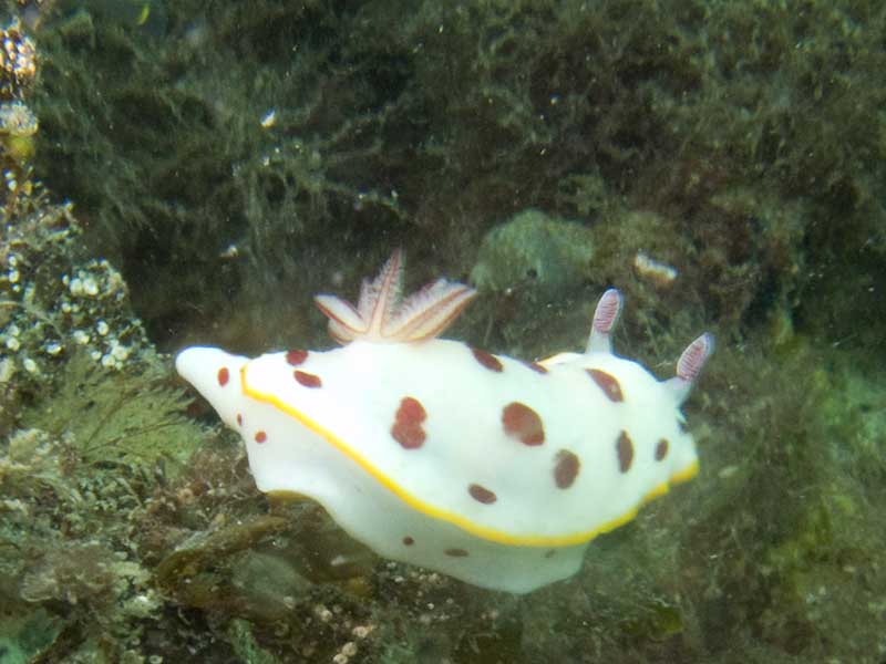 nudibranch