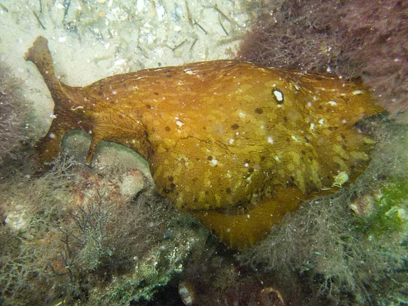 sea hare