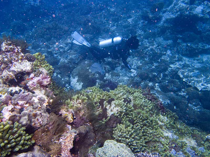 diver and reef