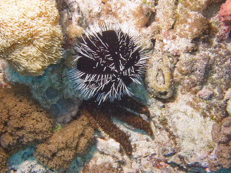 urchin