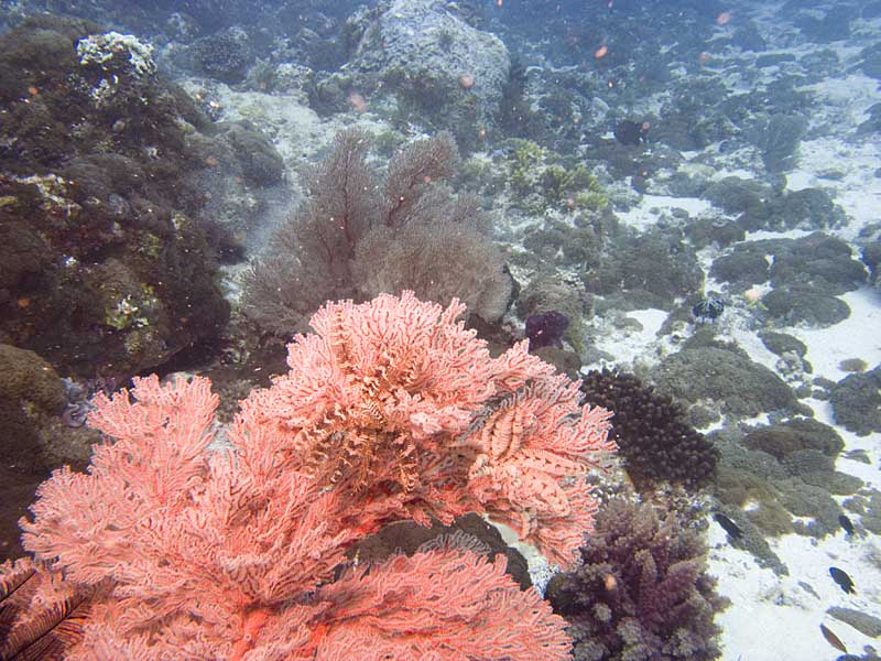 coral