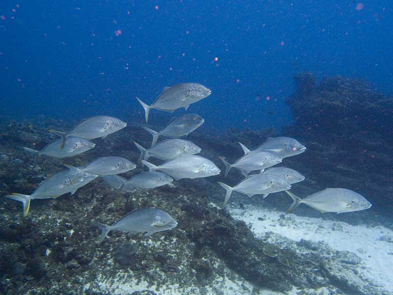 trevally