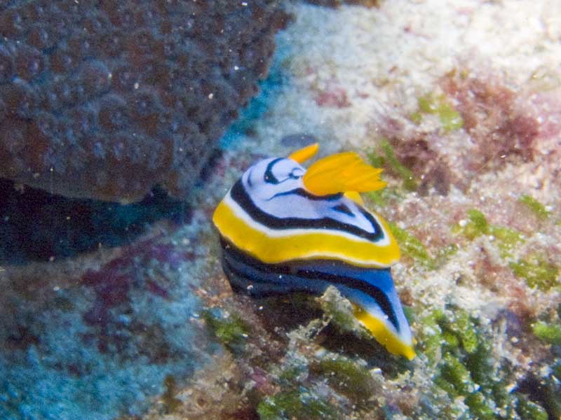 nudibranch