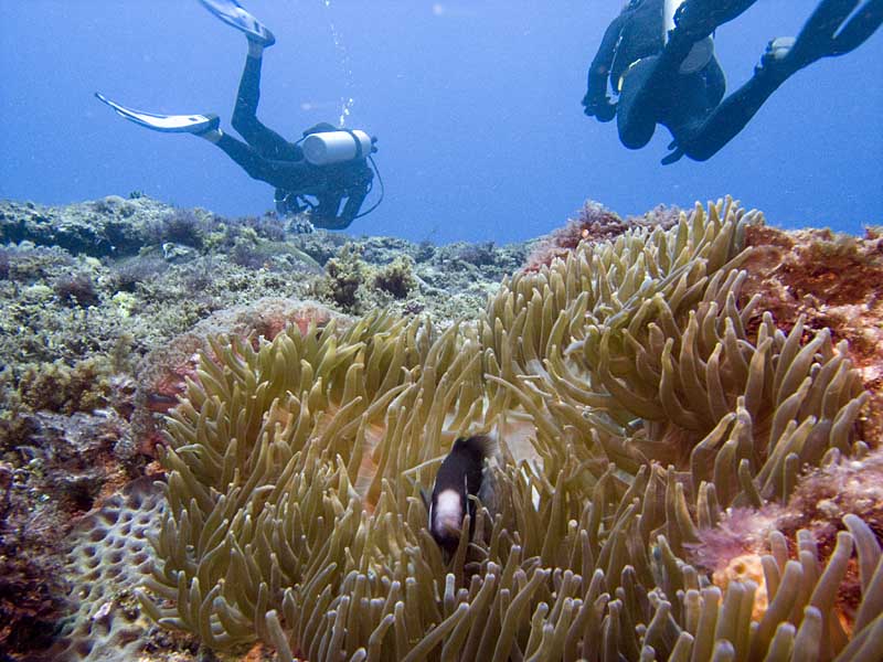 anemone fish and divers