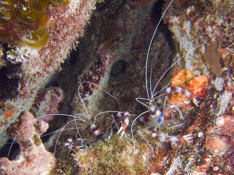 banded coral shrimp