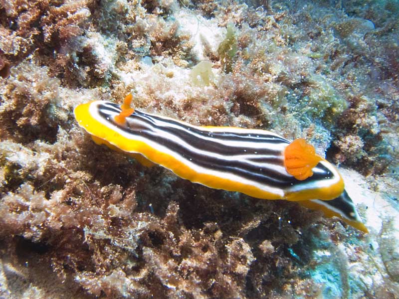 nudibranch