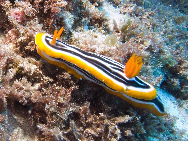 nudibranch