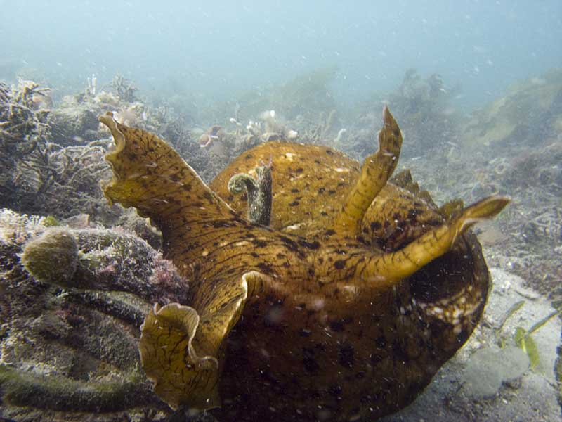 sea hare