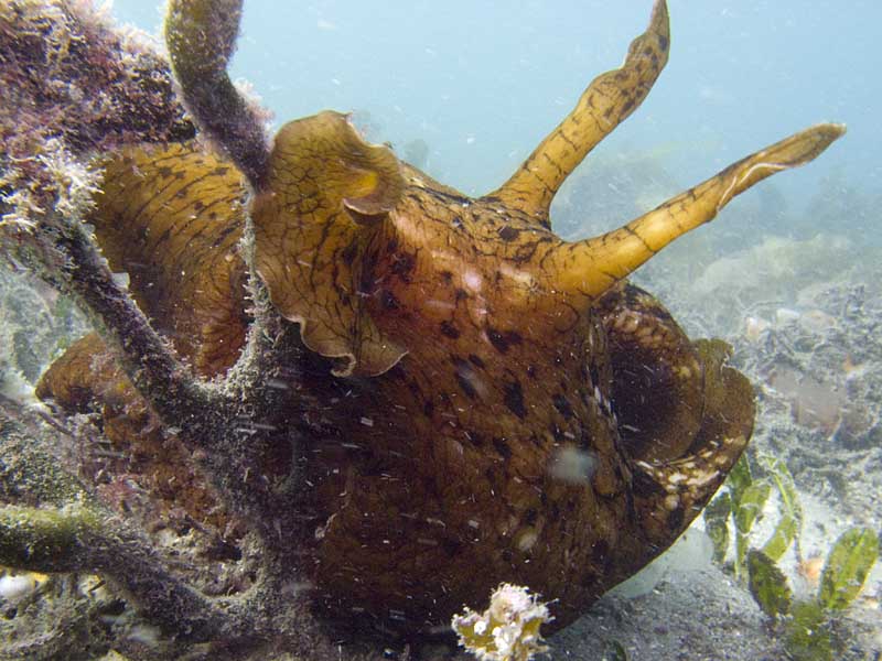 sea hare