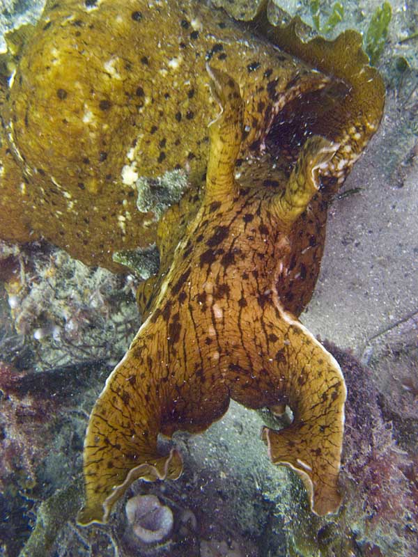 sea hare