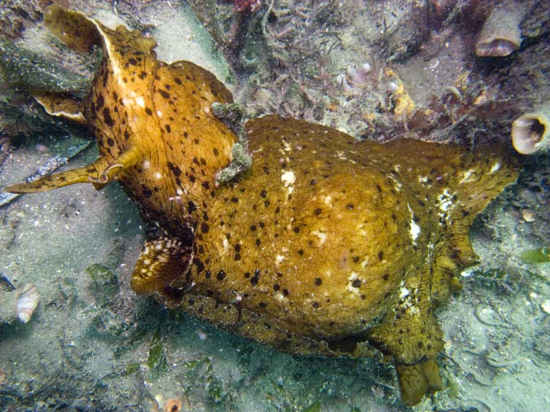 sea hare